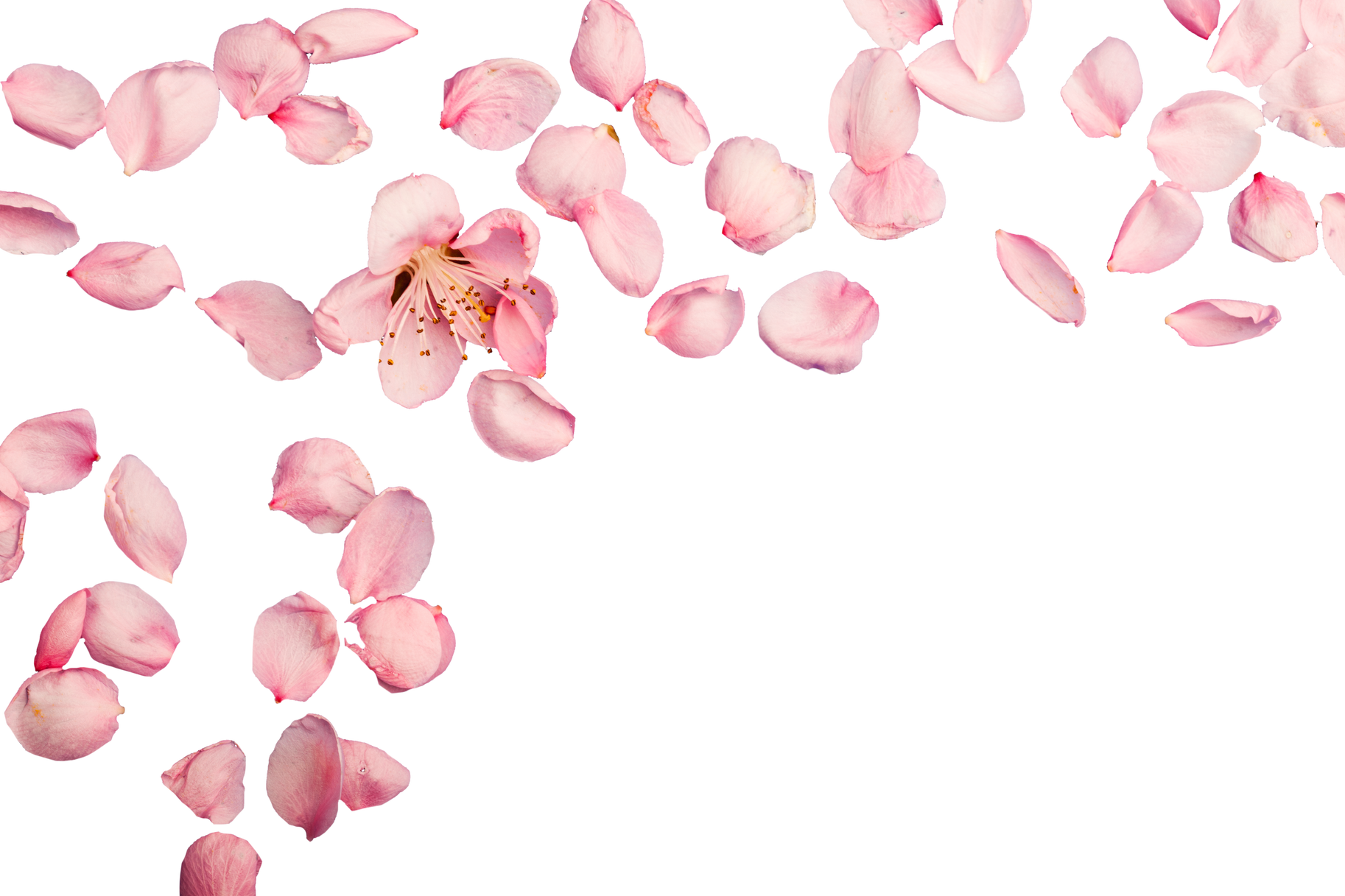 Pink Flower Background 